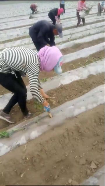 红薯苗种植工45天薪水万元左右
